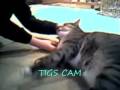 tigs cam