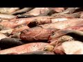 16x9 - Foreign Fish: Asian Carp's invasion of ...
