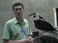 Fiat Linea - Conforto ac�stico e vibracional
