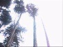 Presidio Montage 7, Reforestation 2008