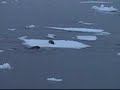 Orcas cazando una foca