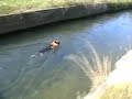Boris geht schwimmen Boris geht schwimmen