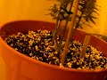 My plants are doing good as you can see. 44 days into flowering now. Last week i had a slight nuitrient problem as a few leaves where curling under. I tested my soil and got a reading of 7.6 PH which was far to high. I had to flush each plant with 8 litres of 6.5 PH balanced water using Phosphoric Acid. Got everything back on track and we are doing great. Around two weeks left before i harvest the PPP and 3 weeks for the BBC. Will post videos of the whole process :)