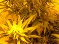 Pure Power Plant and Big Buddha chesse (grow room 44 days)