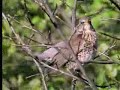 David Attenborough examined how fieldfares gang up and drive out a raven who has entered their territory looking for food. From the BBC.