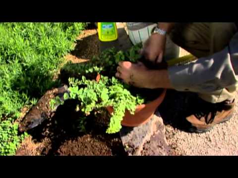 how to replant herbs