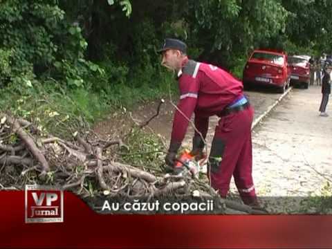Au căzut copacii