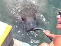 Manatees @ de key\ Manatees @ de key\