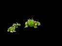 T;Bgi Creature Video