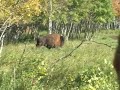 Buffalo Bowhunt with Concept Archery - 99% Let-Off Bows Buffalo Bowhunt with Concept Archery - 99% Let-Off Bows