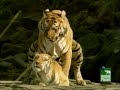 Tigers Mating