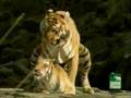 Tigers Mating