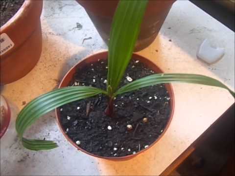 how to transplant mexican fan palm