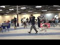 Legacys Perfect Storm in Best Puppy in Show