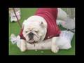Uga VI Remembered