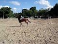 treino com kintamani treino com kintamani