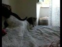 Serpico e Pallina piccolini, le loro pazzie, il film.