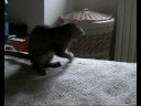 serpico e pallina piccolini, le loro pazzie, il film.