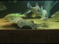 motoro-mating.html