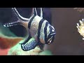 See Video