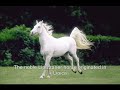 slovenija-presentation-predstavitev.html