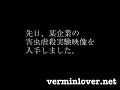 Vermin Lover Network -?????-