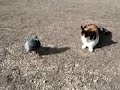 kediler güvercinden korksun güvercin takla oyun ku? taklac? kediler güvercinden korksun güvercin takla oyun ku? taklac?