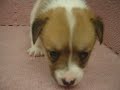 -母幼犬-日新犬舍