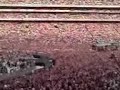 Shayne Ward Fields of Athenry
