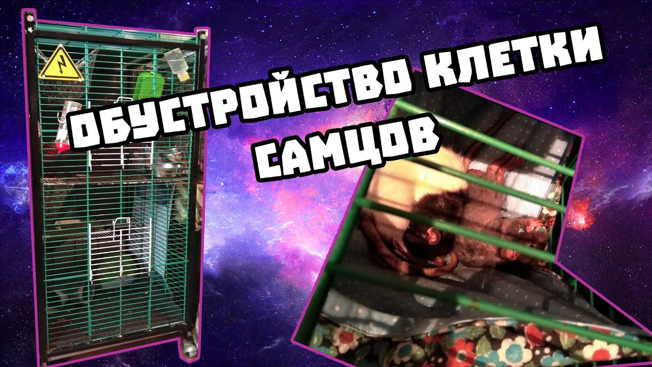 ОБУСТРОЙСТВО БОЛЬШОЙ КЛЕТКИ КРЫС САМЦОВ ПОСЛЕ ССЕЛЕНИЯ