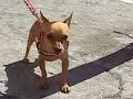 Odd Dogs - Original Song, featuring: Mr Pitybull Manele-Gratis.net
