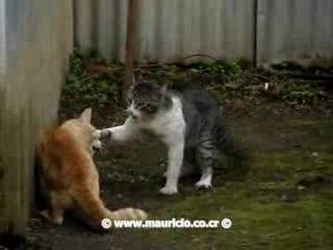 Pelea de Gatos