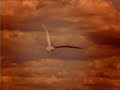 gregorian   heaven can wait 2006