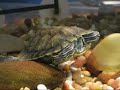 turtle nap