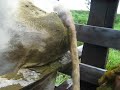 HECTOR PALPANDO uNA vAKA HECTOR PALPANDO uNA vAKA