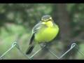 I well saw you ... - Eu Bem te vi... Great kiskadee