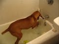 Ginger the Vizsla and her friends splish splashing around!