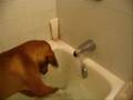 Vizsla Water Fun