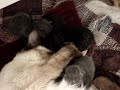 glenda y gatitos