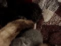 glenda y gatitos