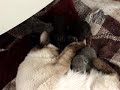 glenda y gatitos