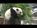 パンダ