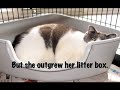 Help for Fat Cats: How to Stay Fit