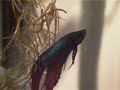 Mr. Furley (Betta splendens)
