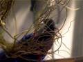 Mr. Furley (Betta splendens)