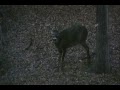 Big 8pt comin to the horns & decoy