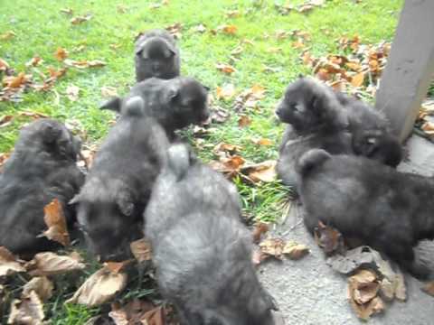Keeshond Puppies Outside Playing