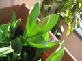 Tulipanes