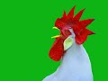 Rooster Crowing in the Morning 3D