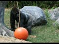 Cleveland Zoo Creature Comforts Day